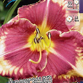 Лилейник Александр Хэй(1 шт)