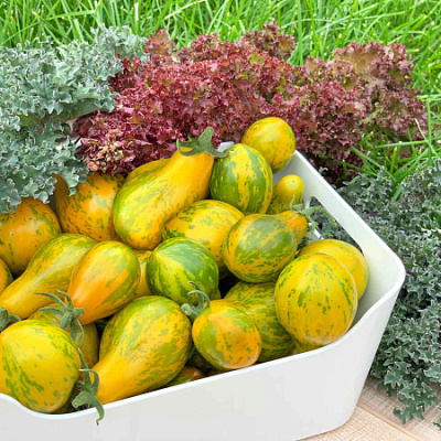 Томат Сивка-бурка 5 шт