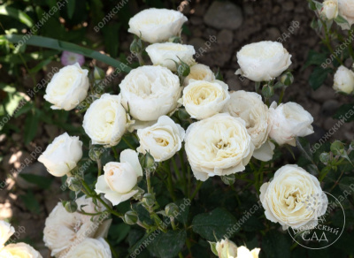 Роза Транквилити (шраб, белая) б/к