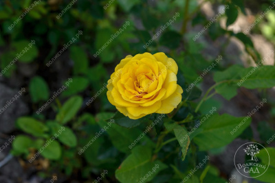 Роза Сан сити (спрей, желт)