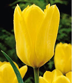 Тюльпан Йеллоу пуриссима (10 шт)