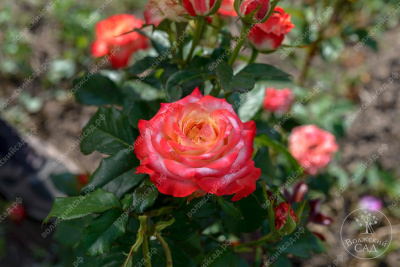 Роза Кабаре (ч.-гибрид,розово-желт)