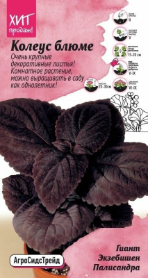 цКолеус блюме Гиант Экзебишен Палисандра 10 шт АСТ