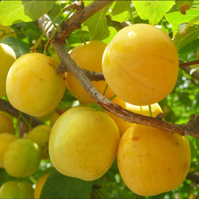 Алыча Лодва