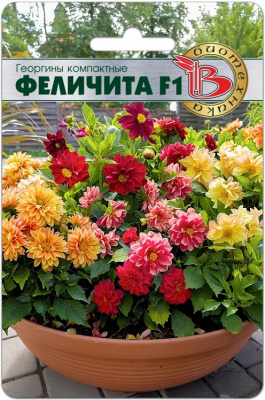 цГеоргина Феличита 15шт