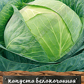 Капуста бк Альбатрос 0,1г