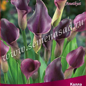 Калла Аметист (1 шт.)
