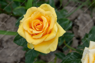 Роза Кумбия (ч.-гибрид, желт)