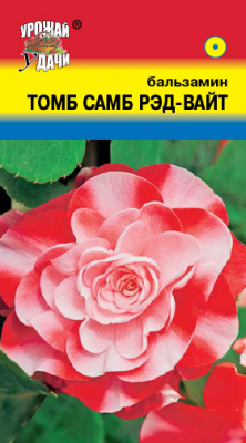 цБальзамин Том Самб рэд-вайт 0,2г