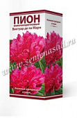 Пион Виктуар де ла Марн (1 шт)