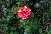 Роза Брауни (плетистая, красн. белый.)