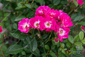 Роза Балерина (шраб, малинов с белым)