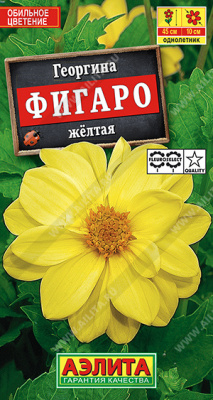 цГеоргина Фигаро Жёлтая 7шт