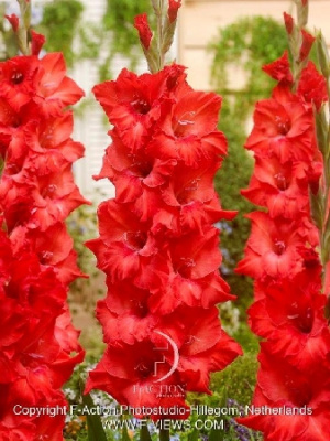 Гладиолус Коразон (8 шт)