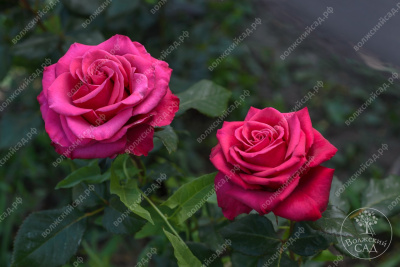 Роза Юрианда (ч.-гибрид, розов)