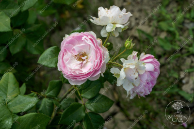 Роза Сапфир (шраб, сиренев)