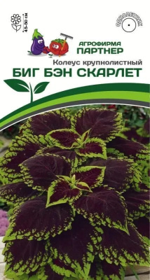 Колеус Биг бэн скарлет 5шт