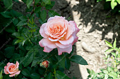 Роза Аугуста Луиза (ч.-гибрид, розов, желт)