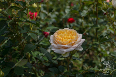 Роза Надя Мейяндекор (шраб, желт)