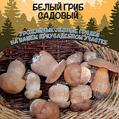 Грибы Белый гриб садовый 15г/30мл