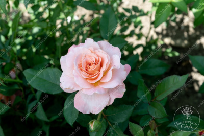 Роза Аугуста Луиза (ч.-гибрид, розов, желт)