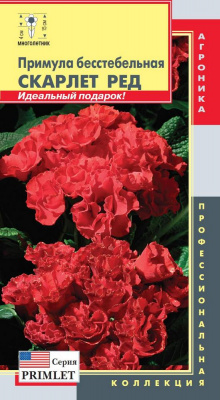 цПримула Скарлет Ред бесстебельная 5шт