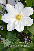 Клематис Токи Р9