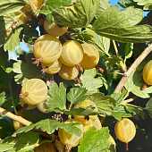 Крыжовник Куршу дзинтарс