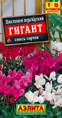 Цикламен Гигант смесь 3шт