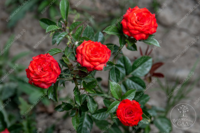 Роза Рэд микадо (спрей, красный)