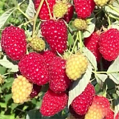 Малина Бриллиантовая (ремонтантная) 20шт
