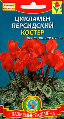 цЦикламен Костер 3шт