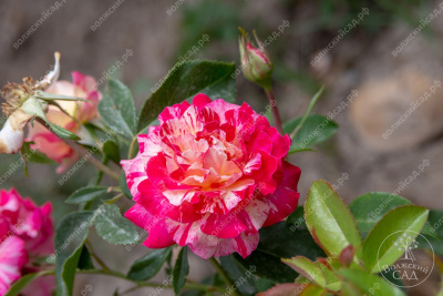 Роза Камил Писсаро (флориб, пестрый.)