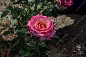 Роза Аттракта (ч.гибрид, розов, бел.)