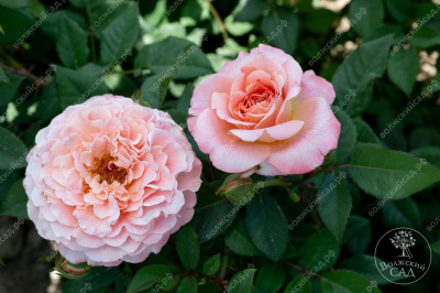 Роза Аугуста Луиза (ч.-гибрид, розов, желт)