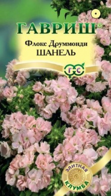 цФлокс Шанель друмм. 8шт Элитная клумба