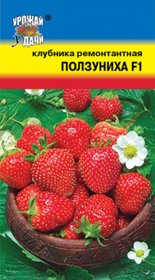 Клубника Ползуниха 5шт крупн.ремон.амп.