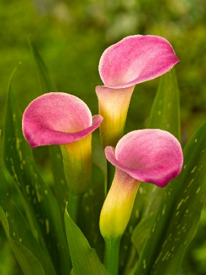 Калла Твайлайт (2)