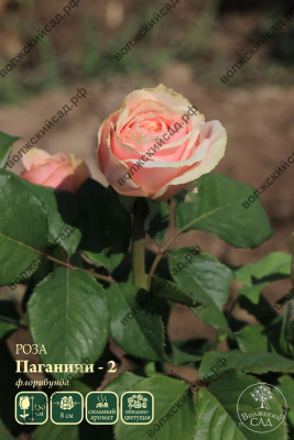 Роза Паганини-2 (флориб., темно-красн)