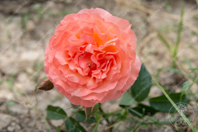 Роза Бельведер (шраб, оранж.)