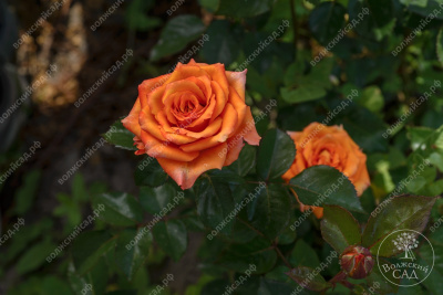 Роза Мандарино (ч.-гибрид, оранж)