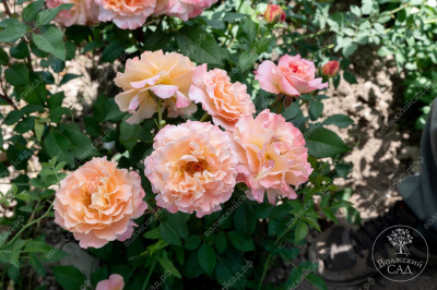 Роза Аугуста Луиза (ч.-гибрид, розов, желт)