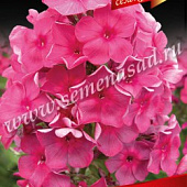 Флокс Анна Каренина (1 шт.)