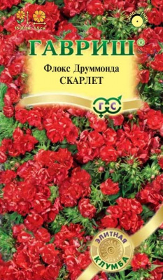 цФлокс Скарлет друмм. 8шт Элитная клумба