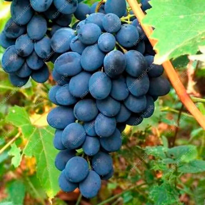 Виноград Денисовский
