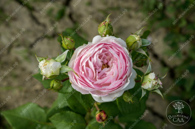 Роза Сапфир (шраб, сиренев)