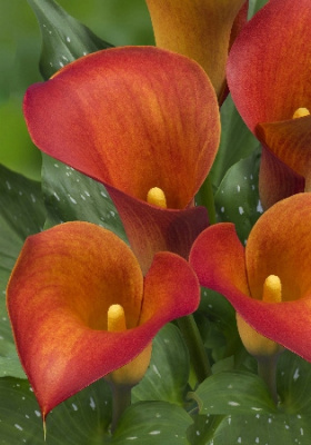 Калла Капитан Тринити (2)