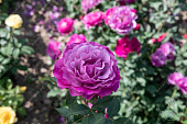 Роза Вайлд Блю Йондер (флориб, фиолет.)