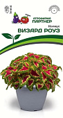 Колеус Визард роуз 10шт
