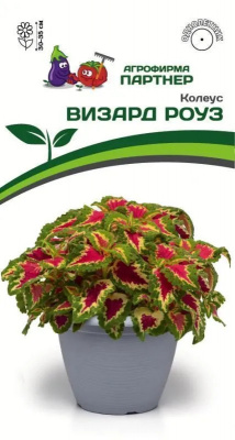 Колеус Визард роуз 10шт